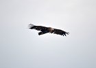 Monniksgier (cinereous vulture) Aegypius monachus - Hustai Nuruu 09-08-2016 (9)
